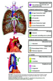 IASLC Lymph Node map and proposed
