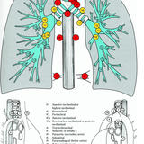 Naruke lymph node map
(Japan Lung Cancer Society)