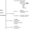 Diff Alveolar Consolidation