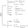 Solitary Pulmonary Nodule