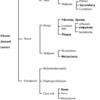 Pleural based lesion