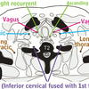 Nerves of the Thorax
Aquino et al Radiographics 2001;21:1275-1281
Images reproduced by permission of the publisher